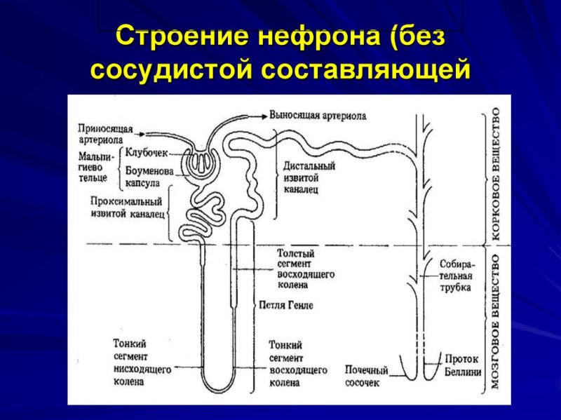 Строение нефрона почки анатомия