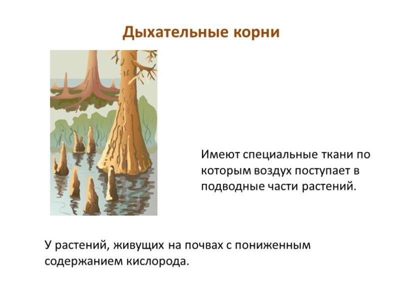 Дыхательные корни примеры