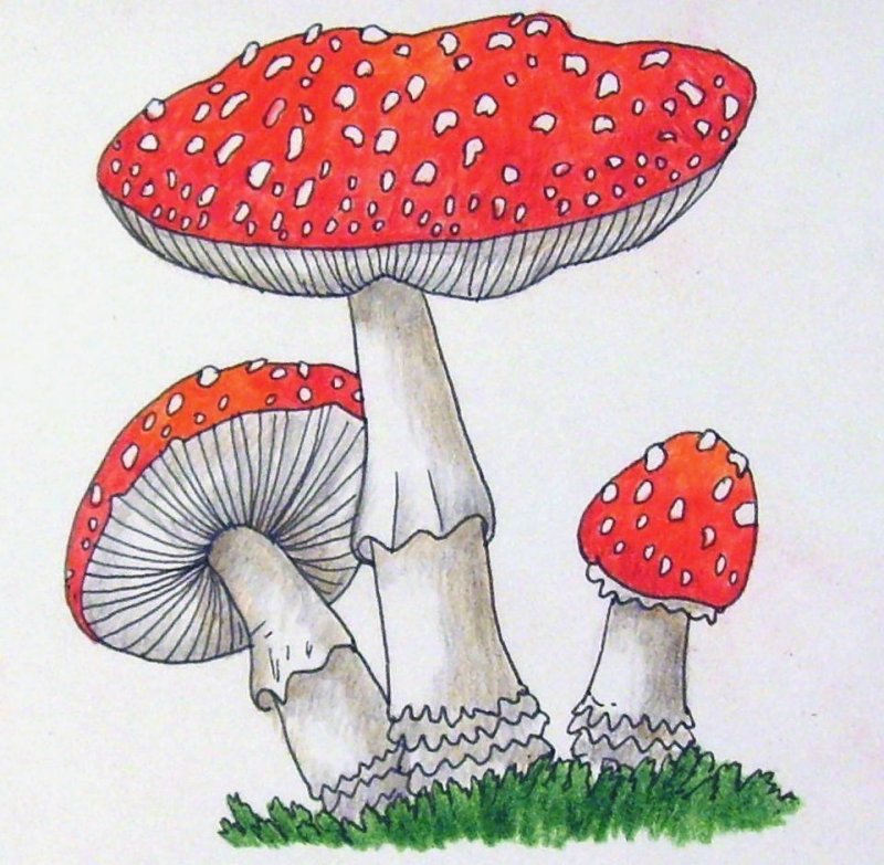 Маленький мухомор
