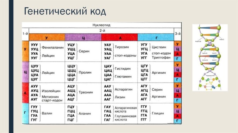 Генетический код нуклеотиды таблица