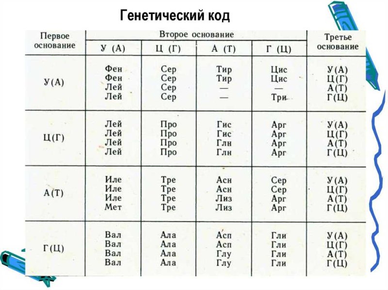 Таблица генетического кода ДНК расшифровка