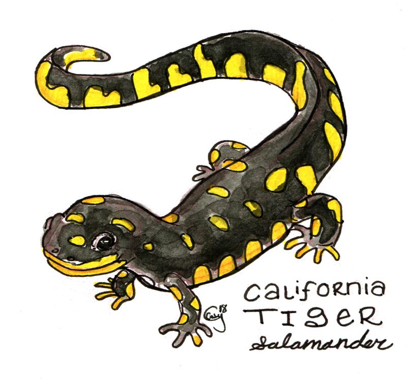 Саламандра рисунок карандашом