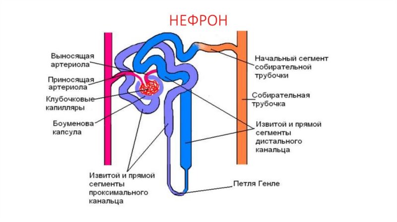 Схема строения нефрона