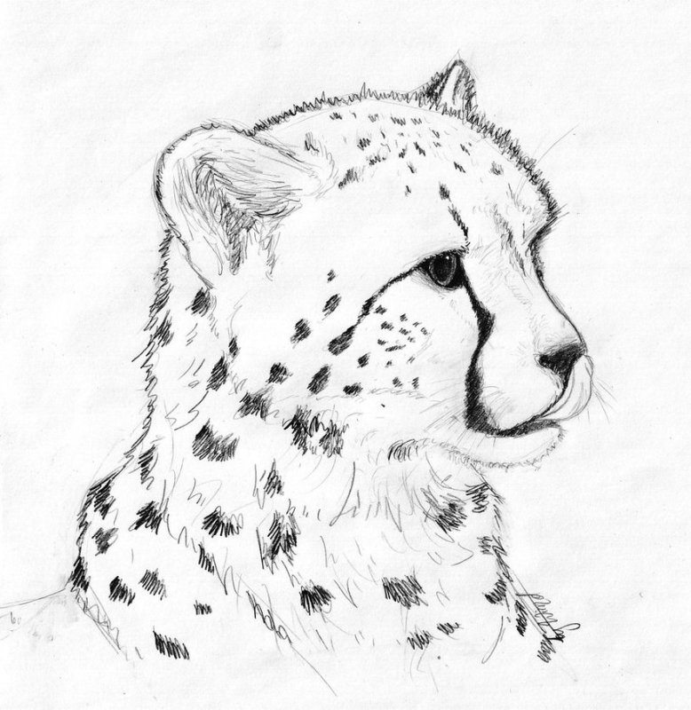 Рисунки животных карандашом