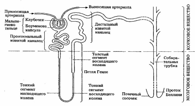 Строение нефрона черно белый рисунок