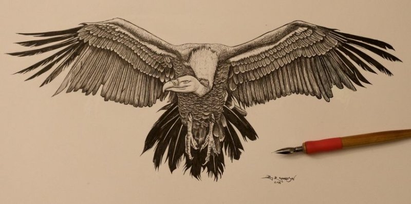 Гриф Графика