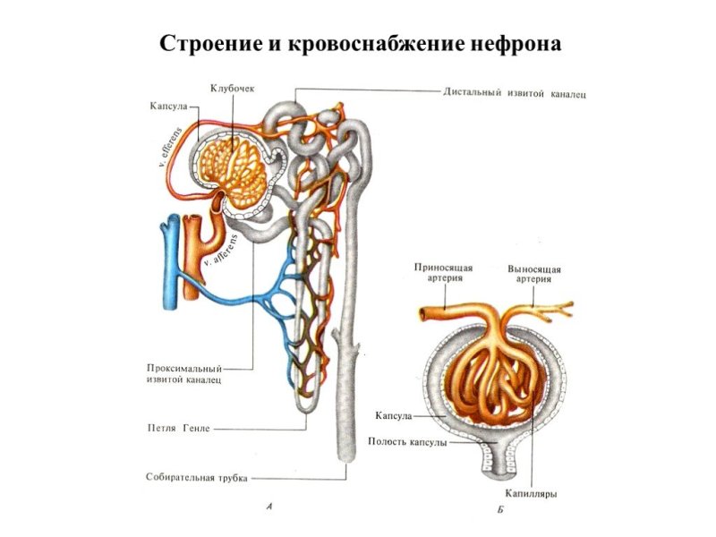 Схема строения нефрона почки