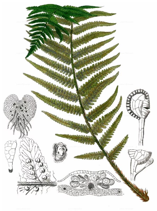 Строение мужского папоротника dryopteris