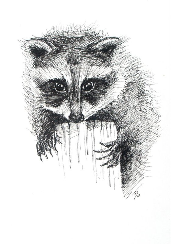 рисунки енот