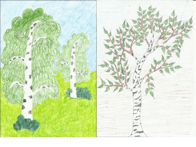 рисунки березы