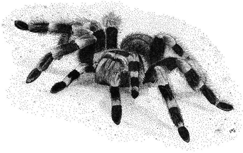 пауки птицеед