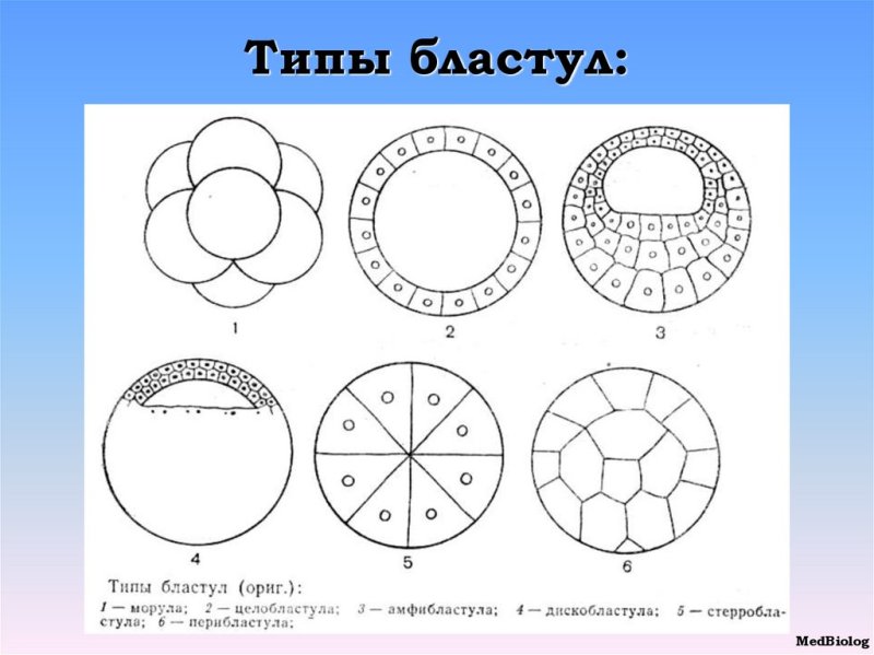 Строение бластулы