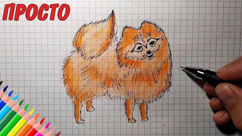 Шпиц рисунок карандашом легко