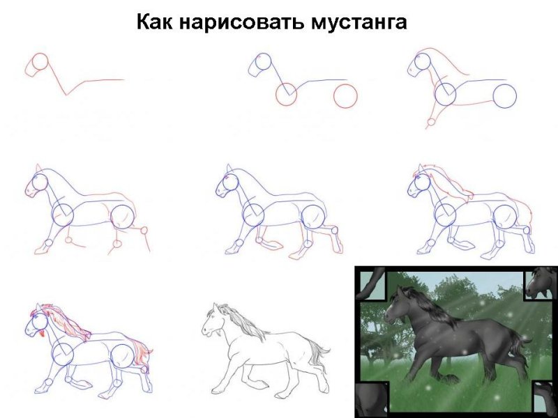 Пошаговое рисование лошади