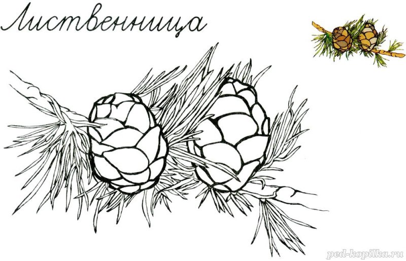Шишки раскраска для детей