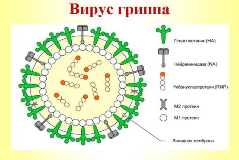 Вирус гриппа строение биология