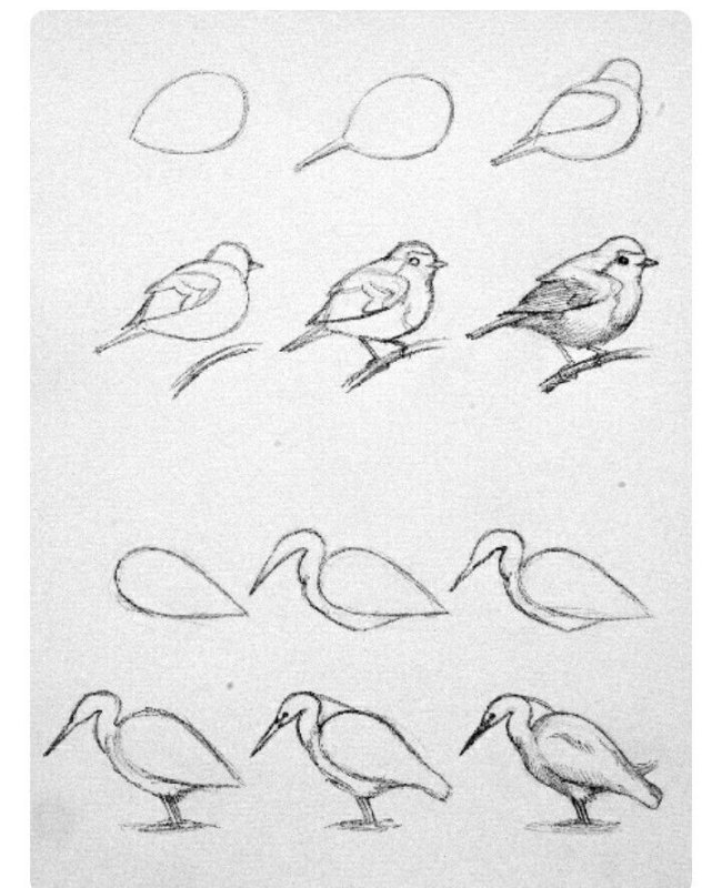 рисование птиц