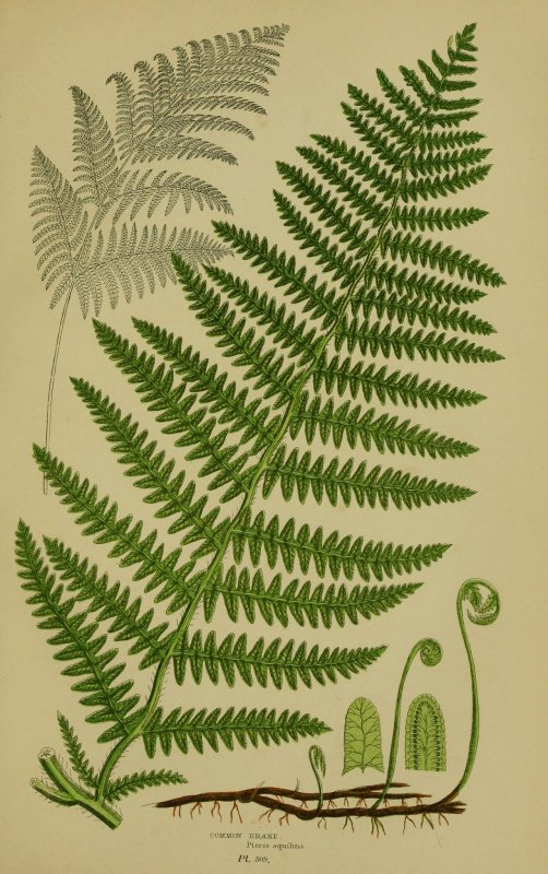 Кочедыжник рахисы