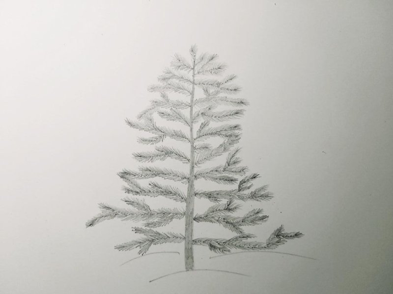 Рисование елки карандашом