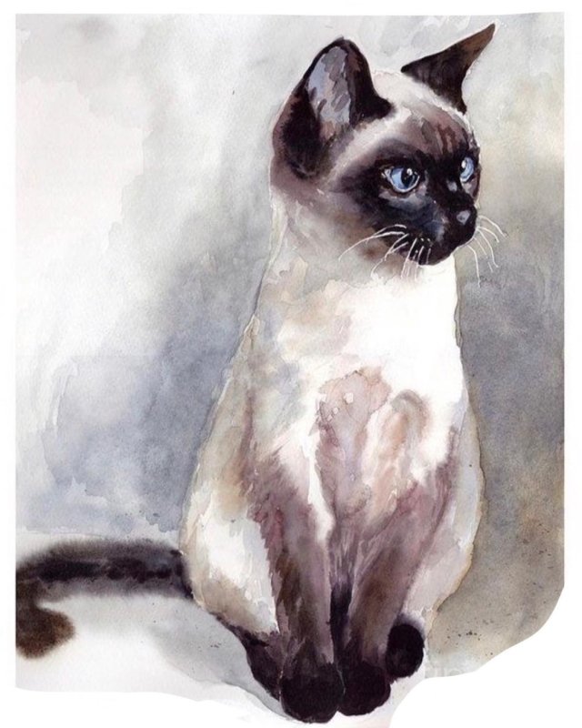 Сиамская кошка акварелью