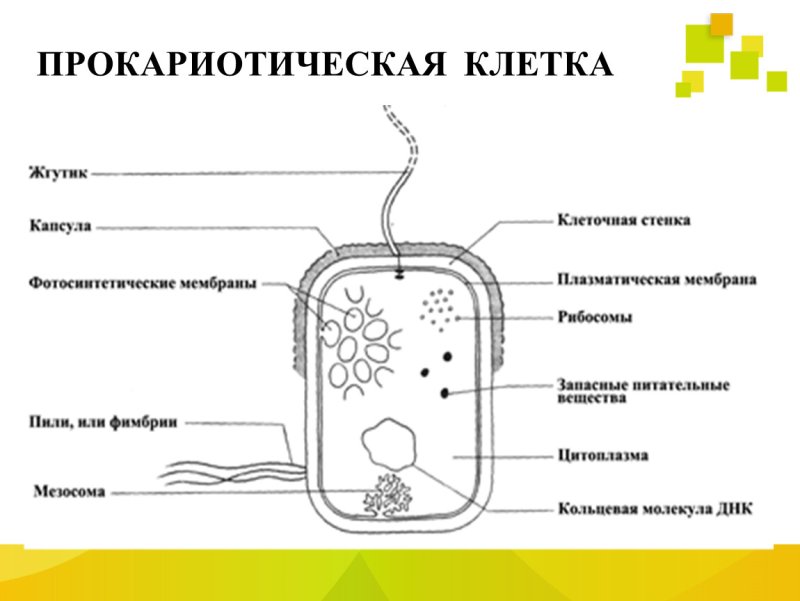 Схема строение прокариотических клеток