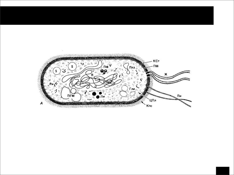 Строение клетки бактерии рисунок