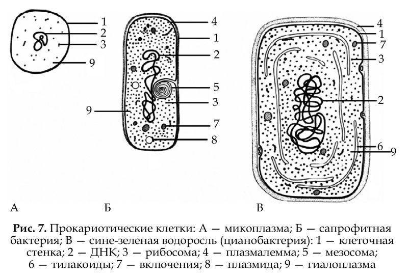 Строение бактериальной клетки прокариот