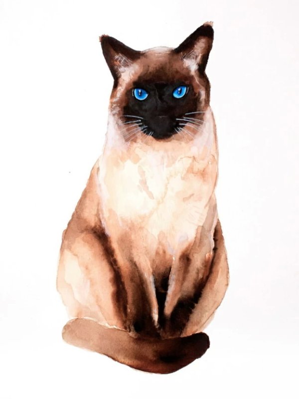 Нарисовать сиамскую кошку