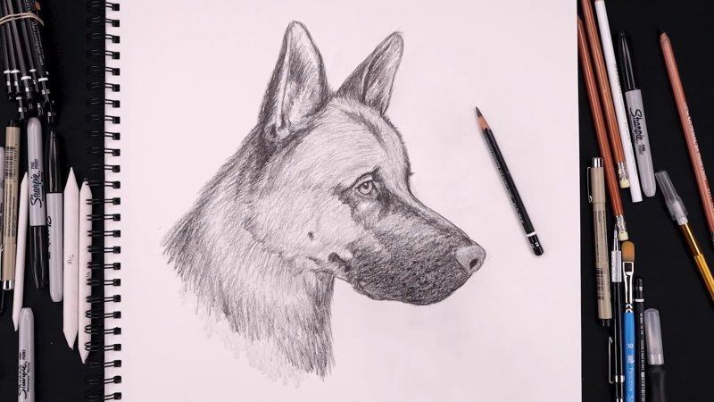 Рисунки ручкой для срисовки