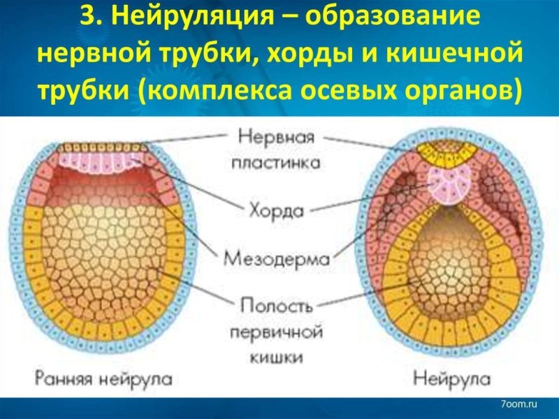 Осевой комплекс зачатков зародышевые листки
