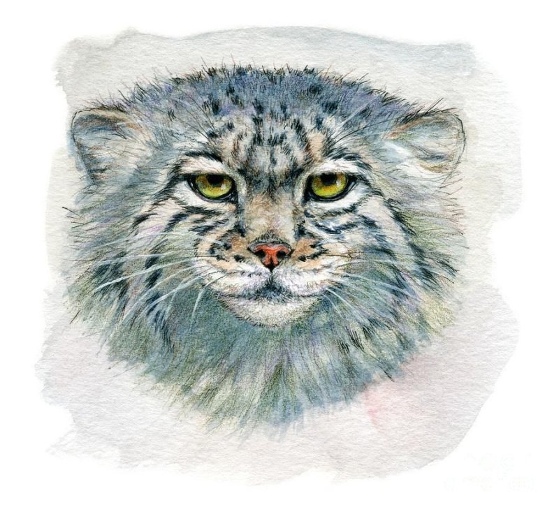 Дикий кот Манул