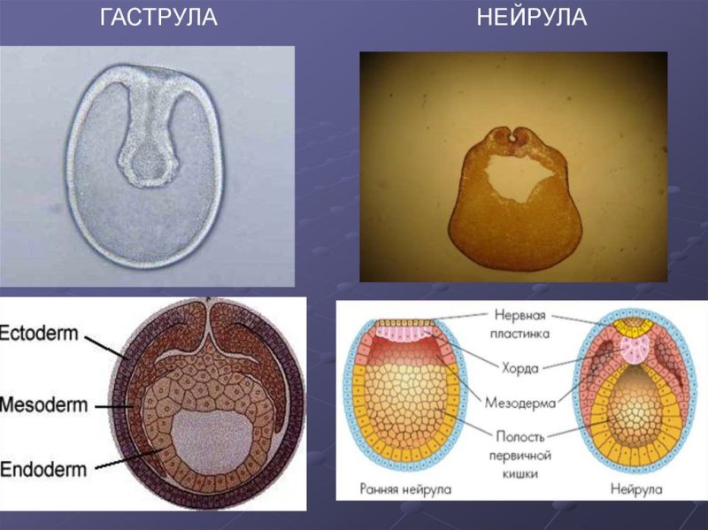Бластула гаструла нейрула таблица