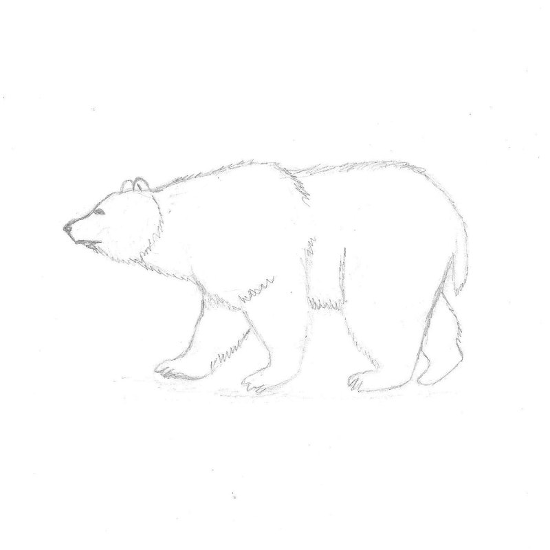 Медведь рисунок легкий для срисовки