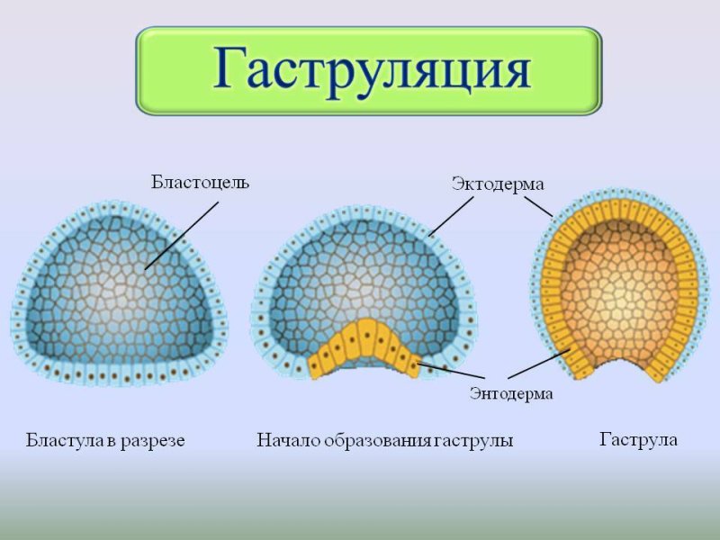 Стадии развития бластулы эмбриона