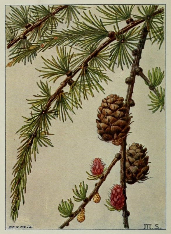Лиственница польская Larix Polonica RACIB
