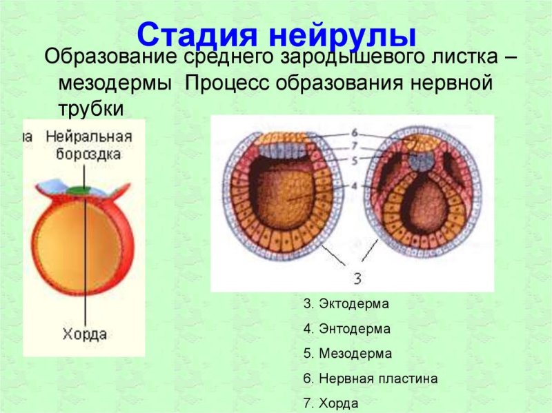Нейрула стадия стадия