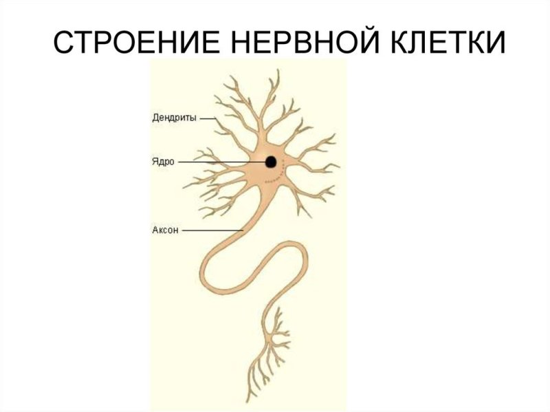Изображение клетки нервной ткани