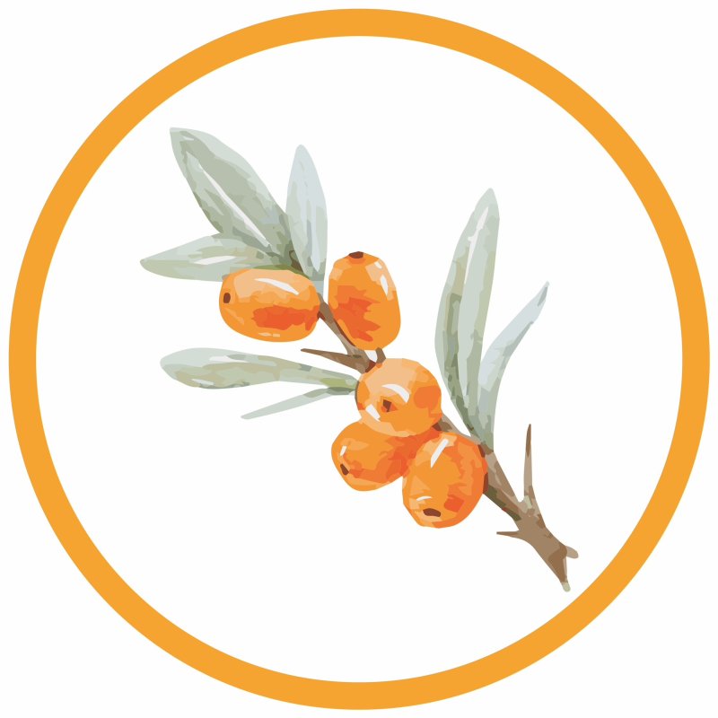 Облепиха вектор