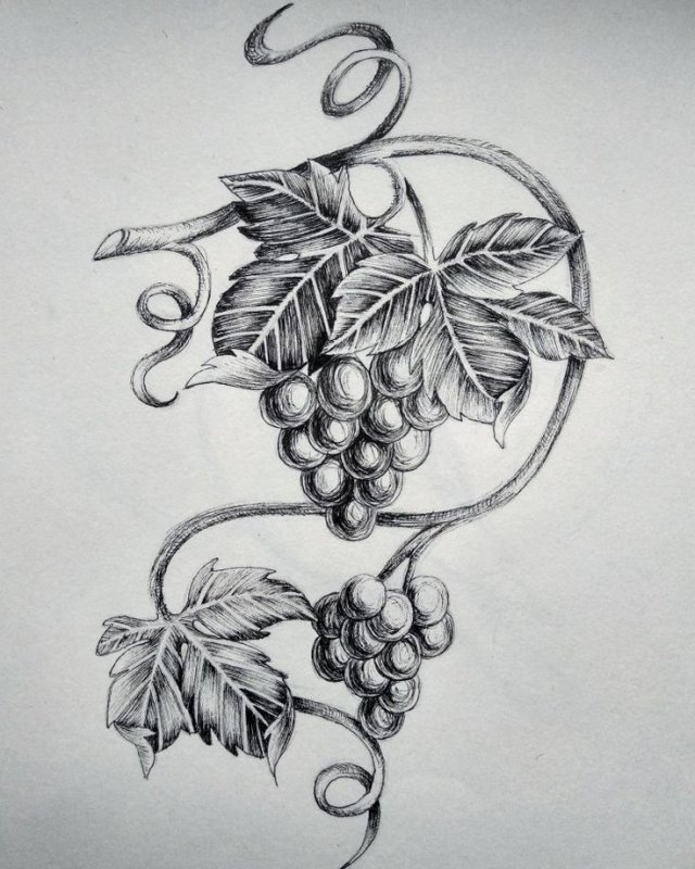 Виноград эскиз