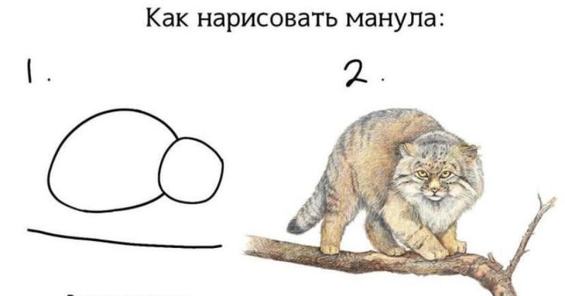 Манул картинки для срисовки