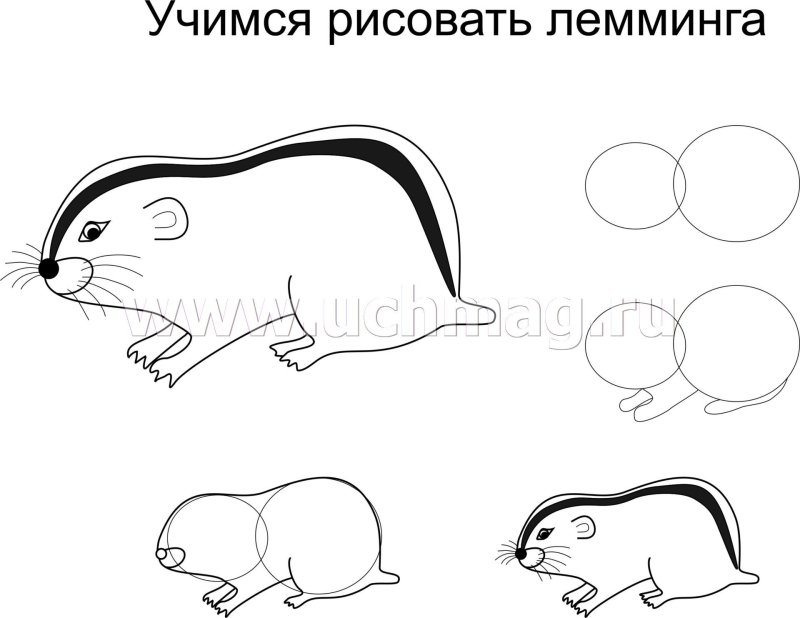 Лемминг рисунок для детей