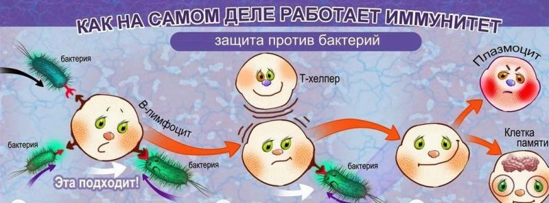 Иммунитет против бактерий