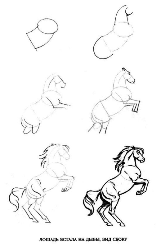 Поэтапный рисунок лошади