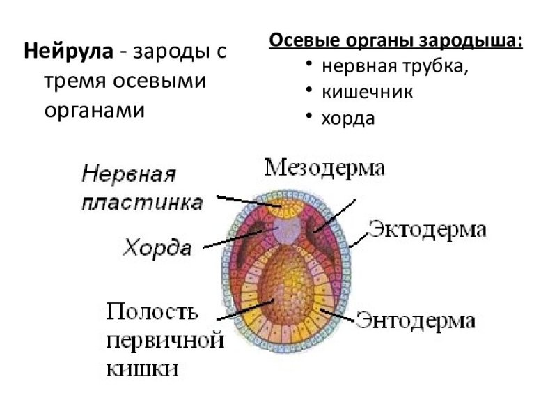 Структура эмбриона нейрула