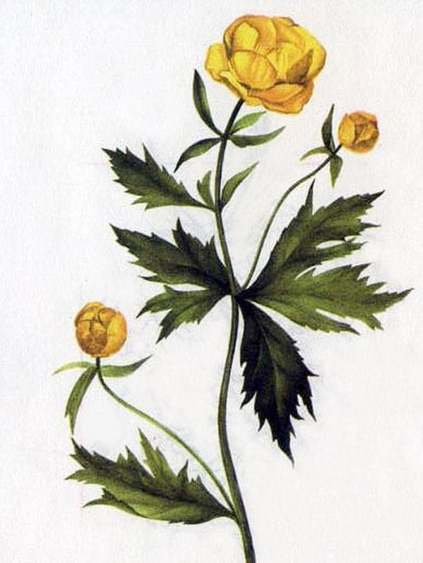 Купальница европейская (Trollius europaeus)
