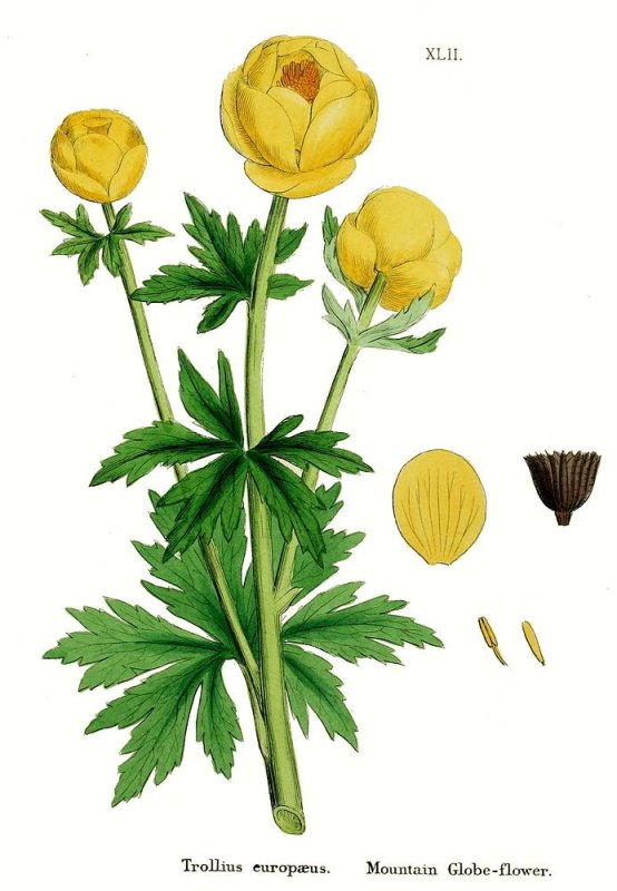 Купальница европейская (Trollius europaeus)