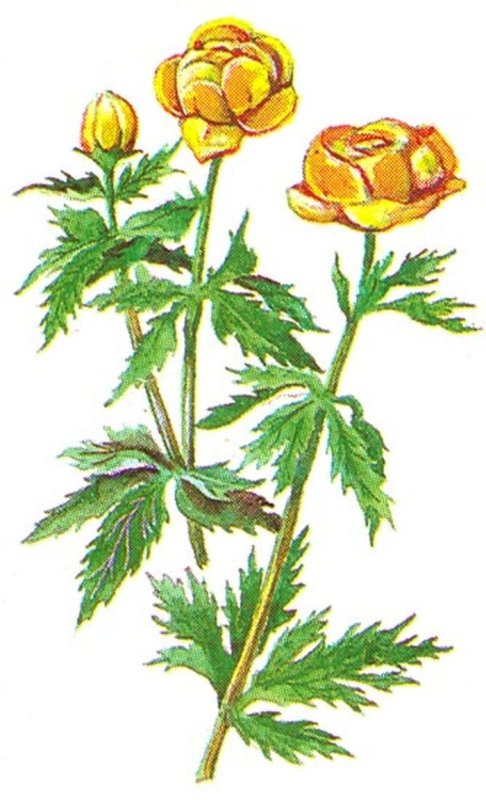 Купальница Италмас