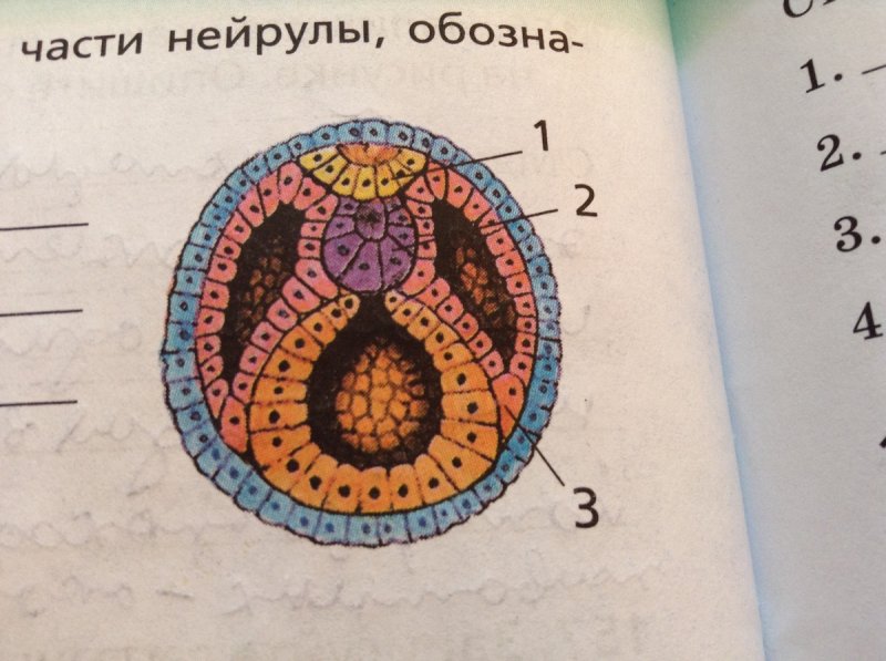 Структура позвоночных животных нейрула