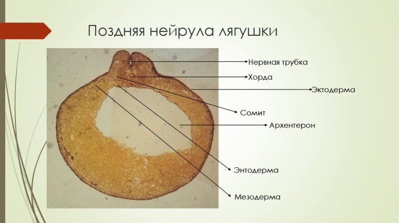 Ранняя гаструла лягушки препарат