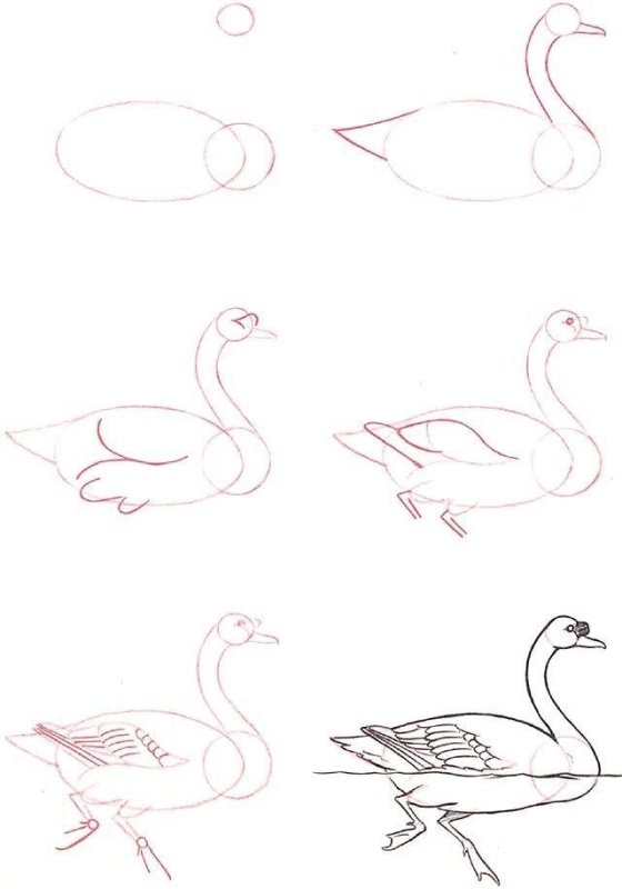 Лебедь рисунок карандашом